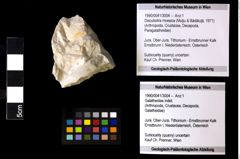 Foto (Objekt + Etiketten) von Discutiolira moesica (Muţiu & Bădăluţă, 1971) 